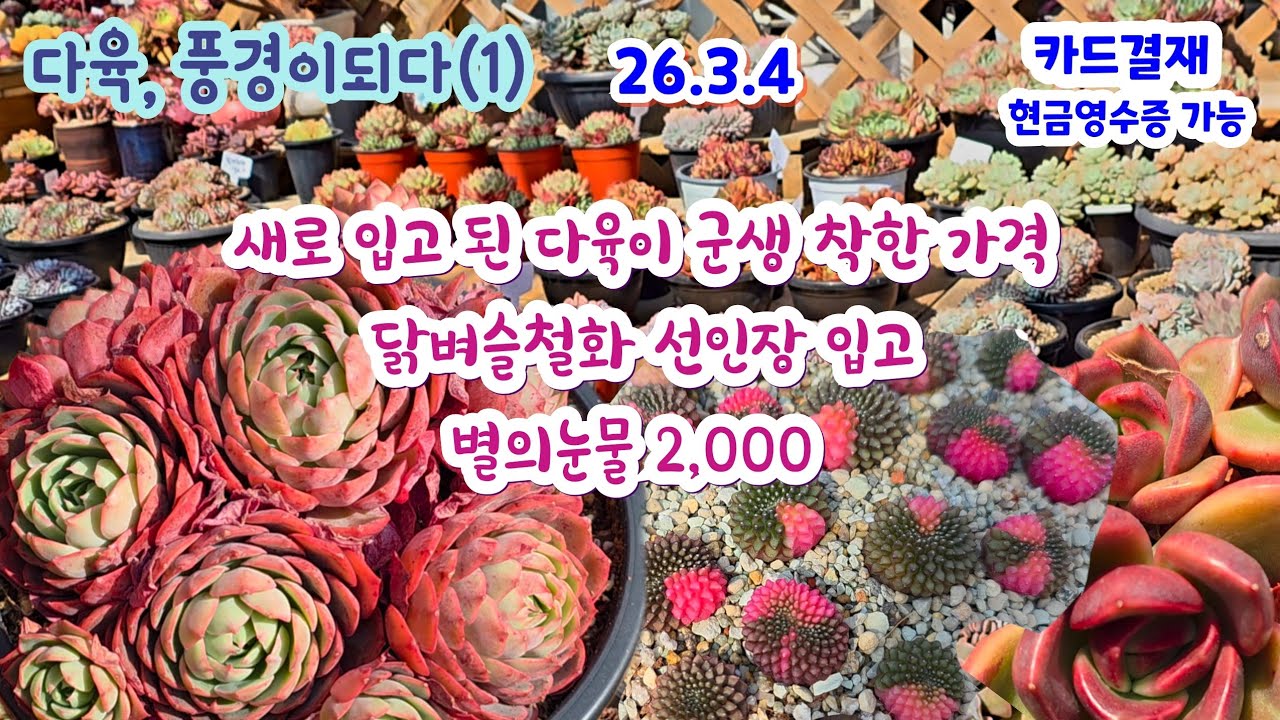 다육풍경이되다(1) 예쁜 다육이 선인장 달벼슬철화 3만원 