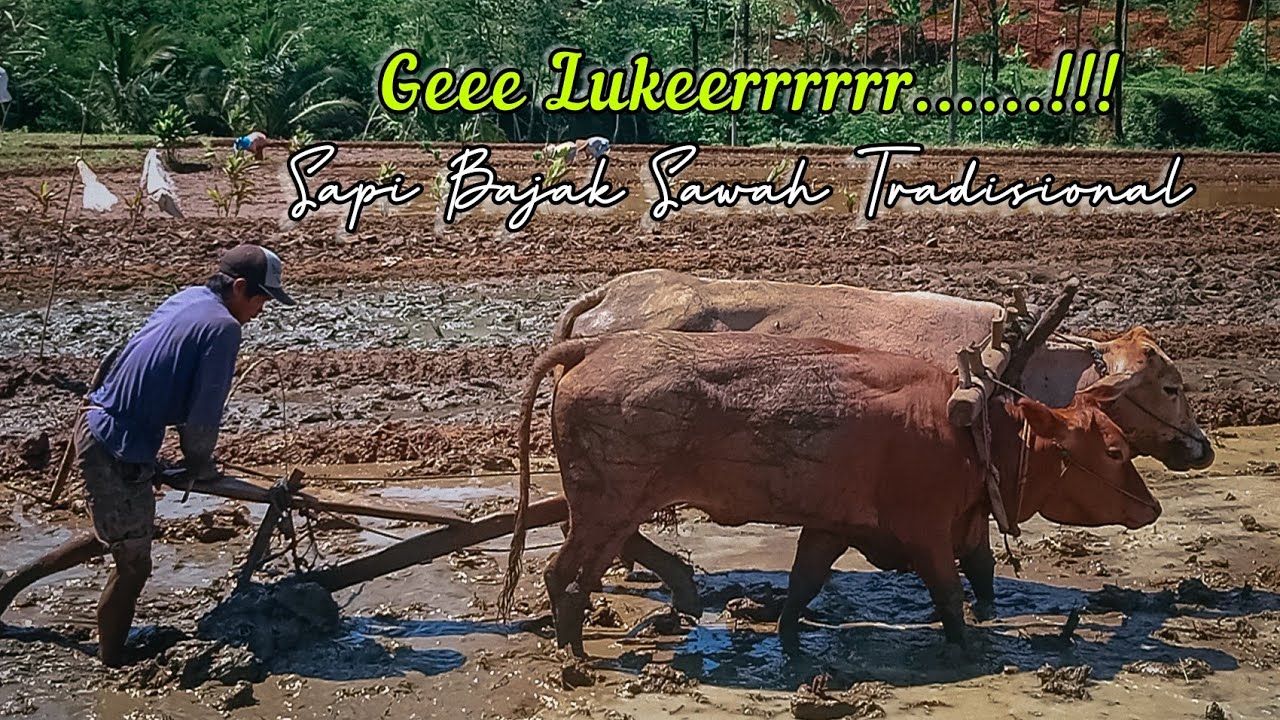 Sapi bajak sawah! bajak sawah terdisional menggunakan sapi