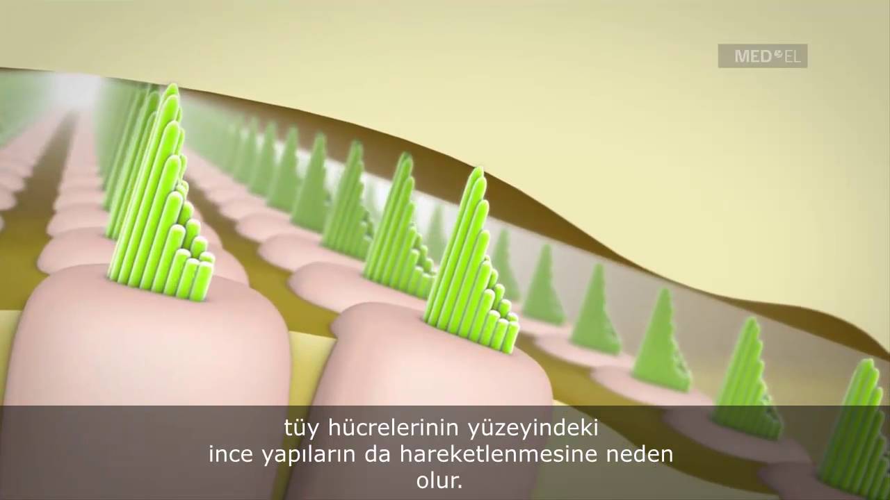 Nasıl işitiriz?