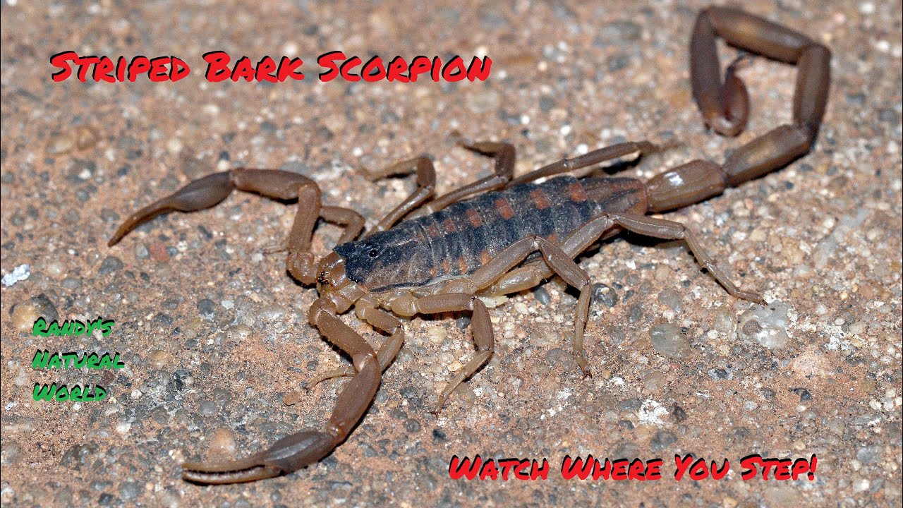 Полосатый древесный скорпион (Centruroides vittatus)