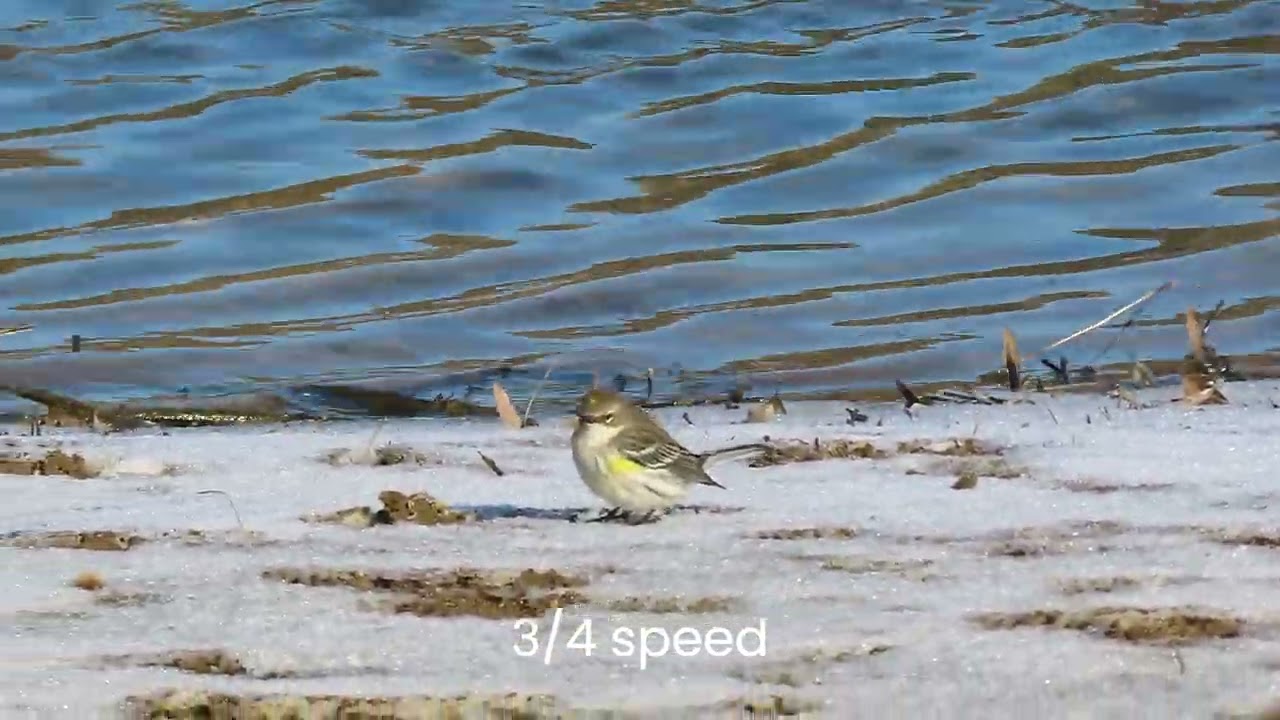 Yellow-rumped Warbler in Chatham County North Carolina