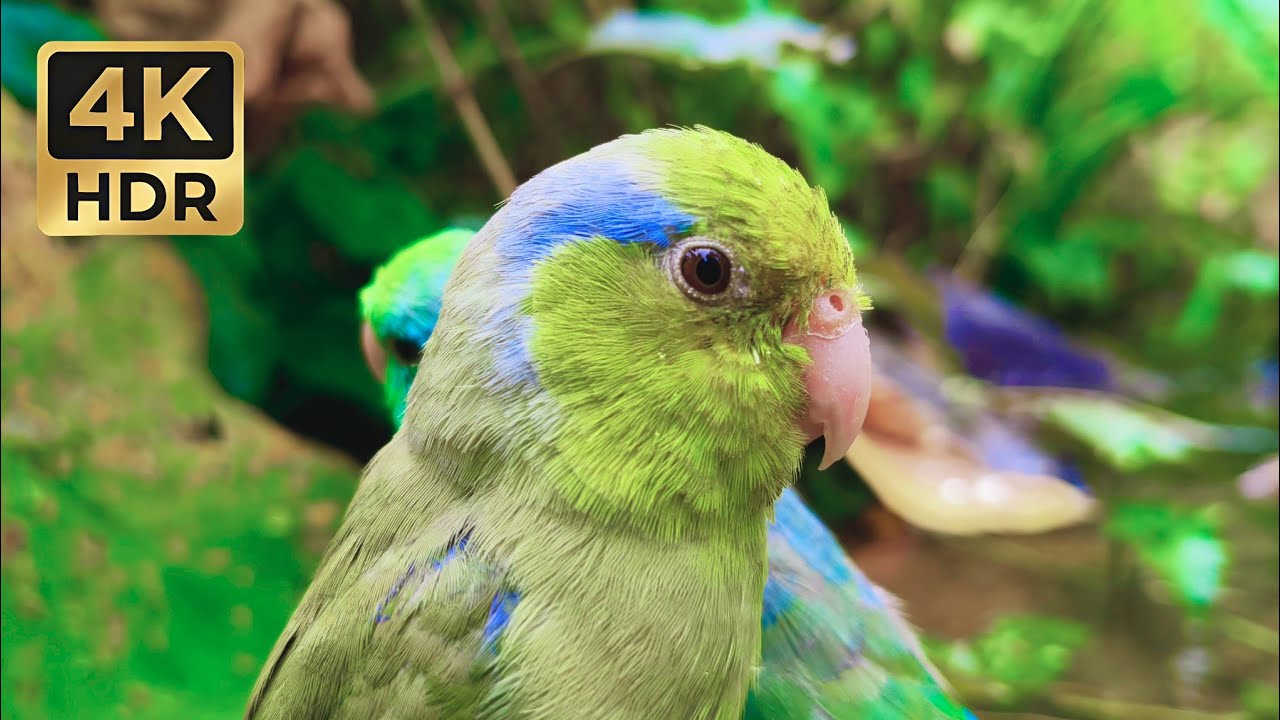 Beautiful After the Rain: Wild Parrotlets by the Stream | Relaxing Bird Sounds 4K
