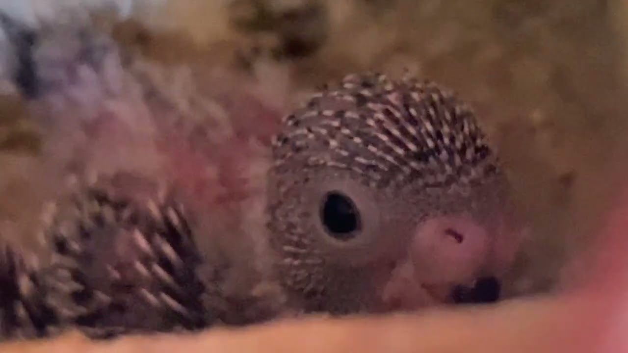Atualização do filhote de periquito🦜￼￼