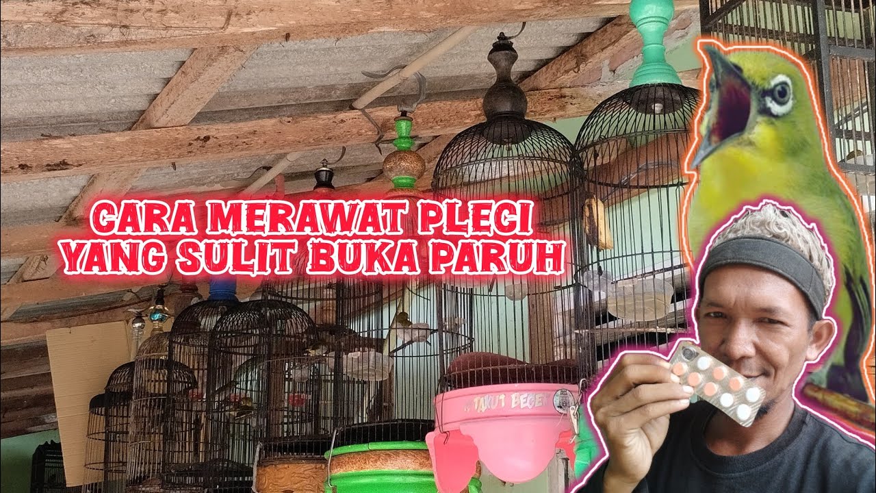 cuma modal ini untuk pleci sulit buka paruh