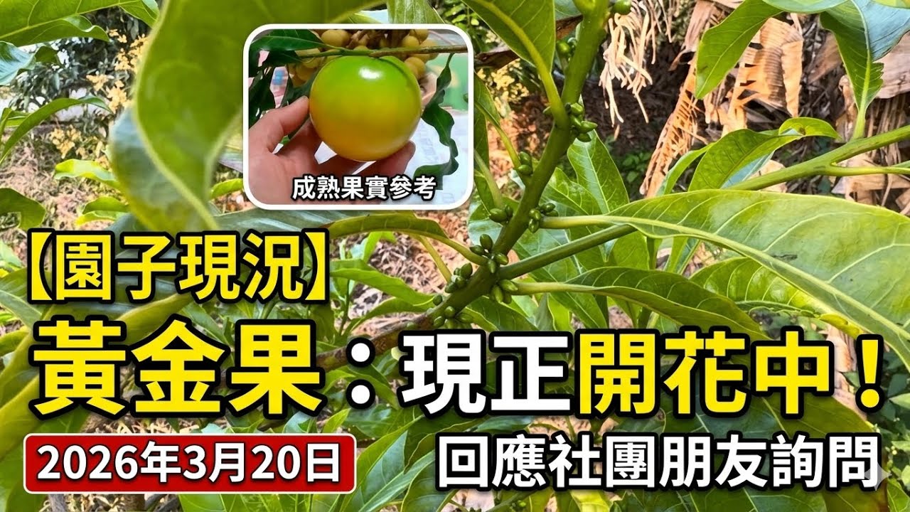 回應社團朋友詢問，園子內的「黃金果」目前狀況開花中！2026年3月20日