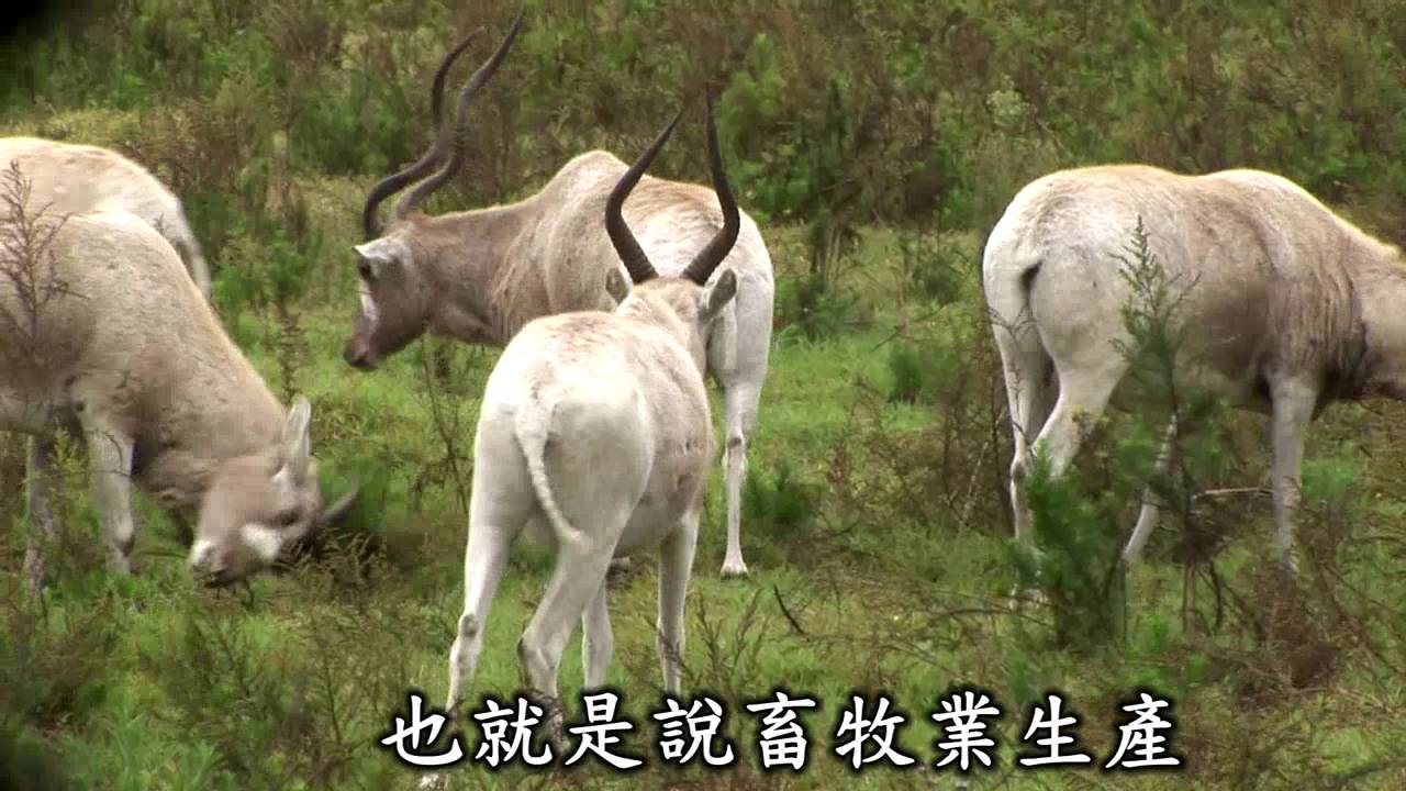 畜牧業的巨大陰影台灣版(更新版)