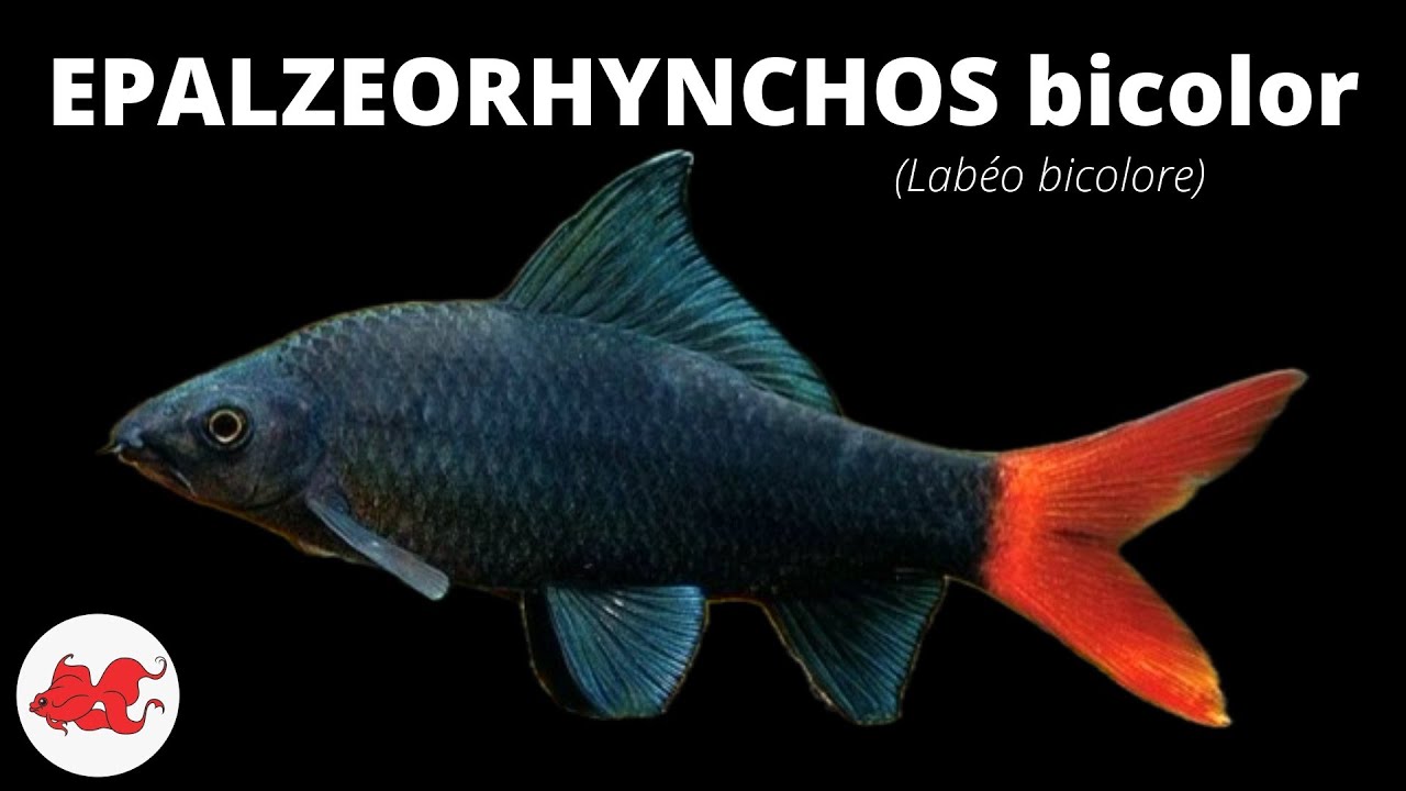 Labéo bicolore - Epalzeorhynchos bicolor  ✔