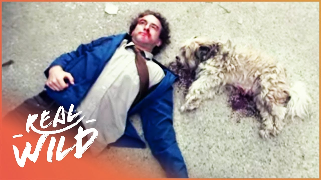 Injured Dog Changes Man's Life Forever In Heartbreaking Moment | Pet Heroes EP12