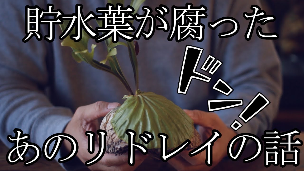 【ビカクシダ】あのリドレイの今!!
