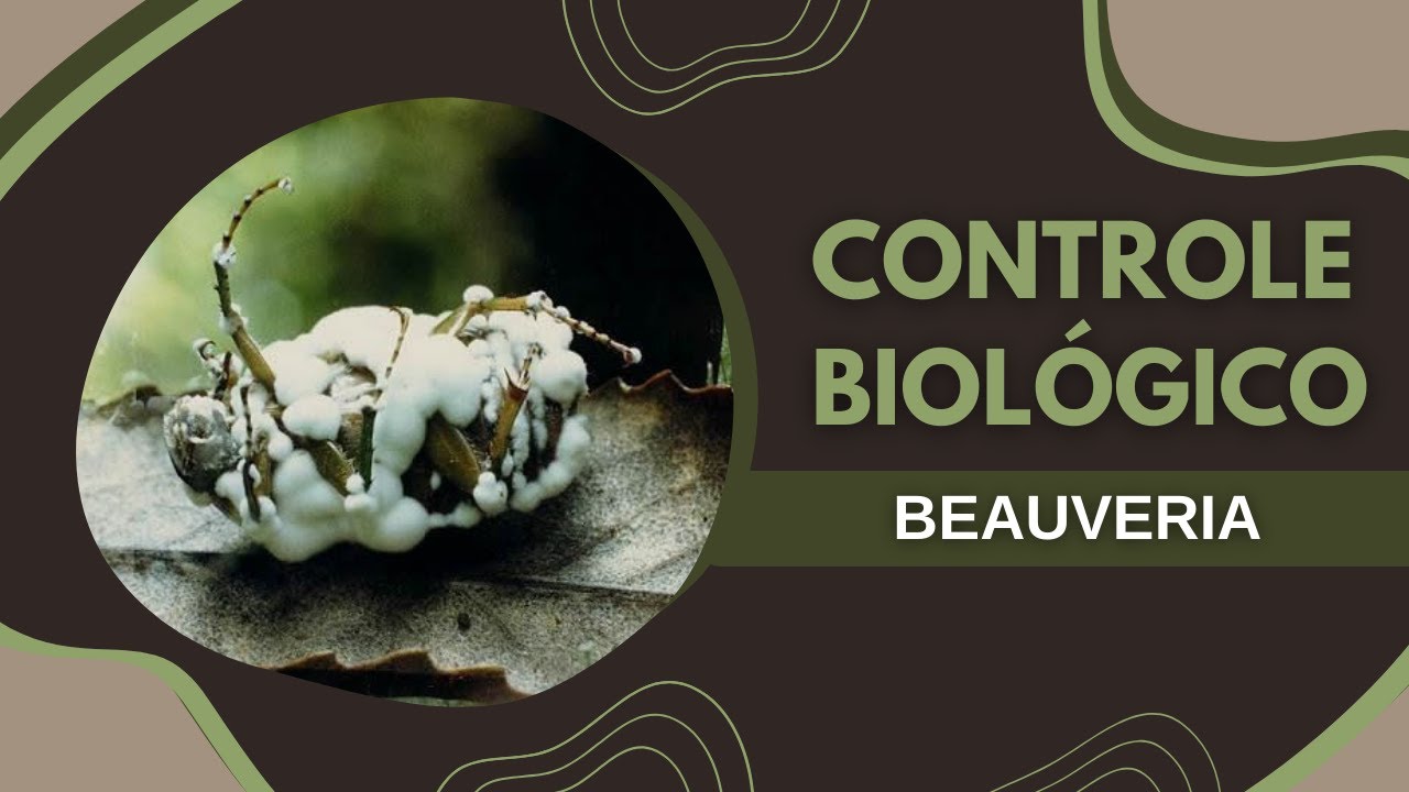Como é feito o controle biológico por Beauveria.