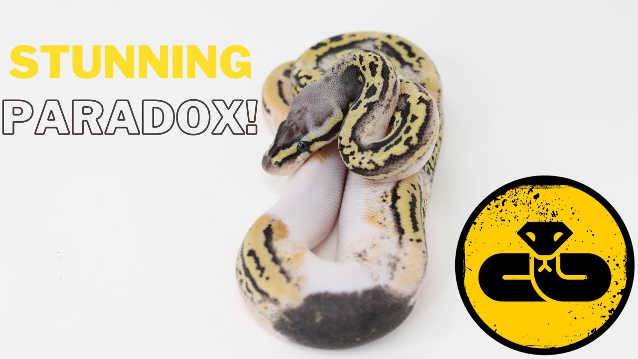 KILLER ORANGE DREAM YELLOWBELLY LEO PIED 66% HET CLOWN BALL PYTHON CLUTCH ID