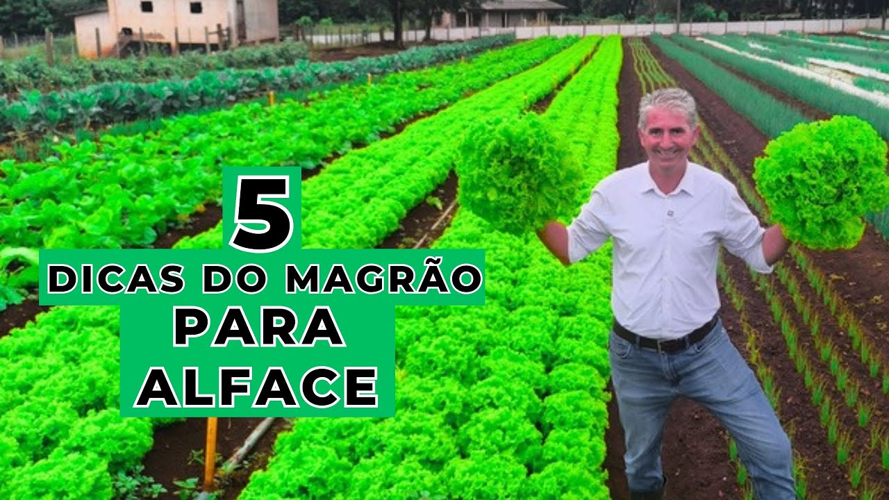 ALFACE - 5 DICAS PARA MELHORAR SUA PRODU&Ccedil;&Atilde;O