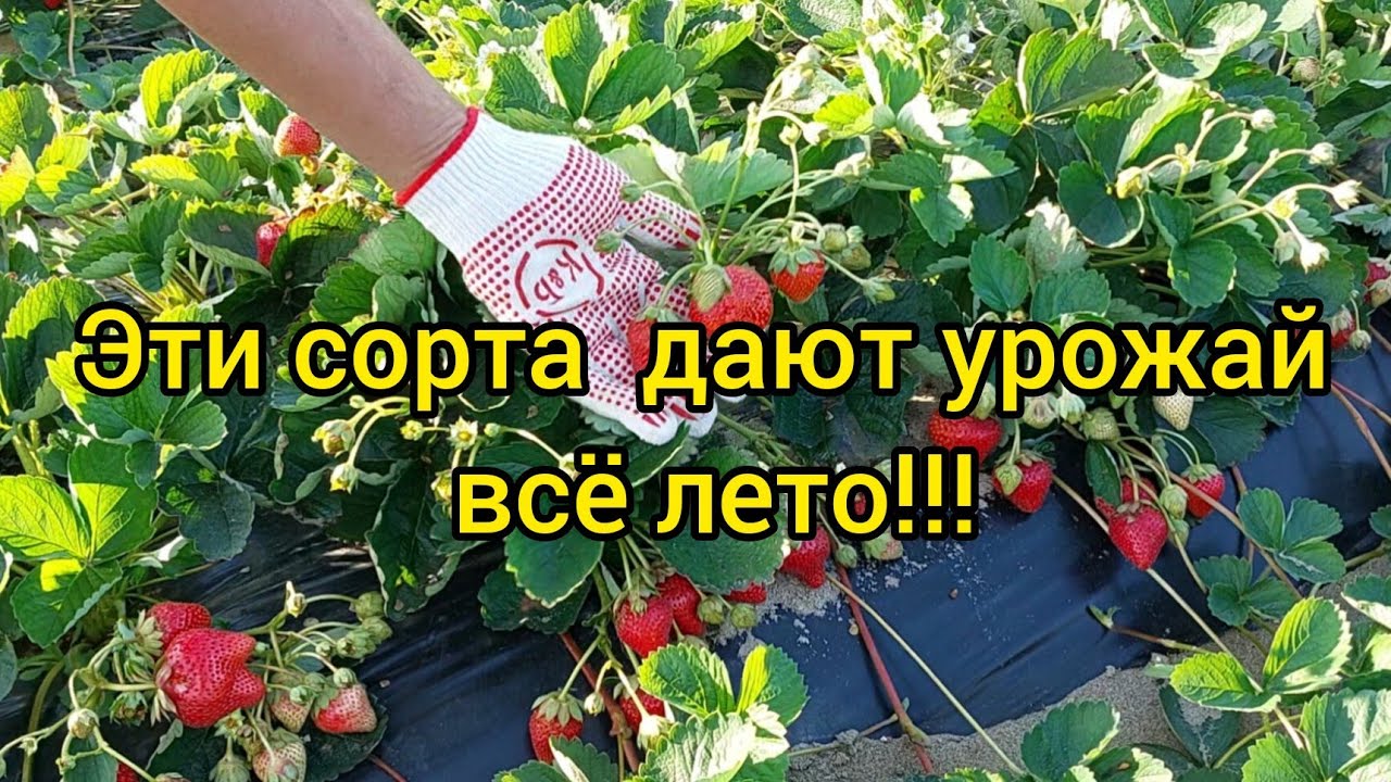 КЛУБНИКА-ЛУЧШИЕ СОРТА И НОВИНКИ!!!