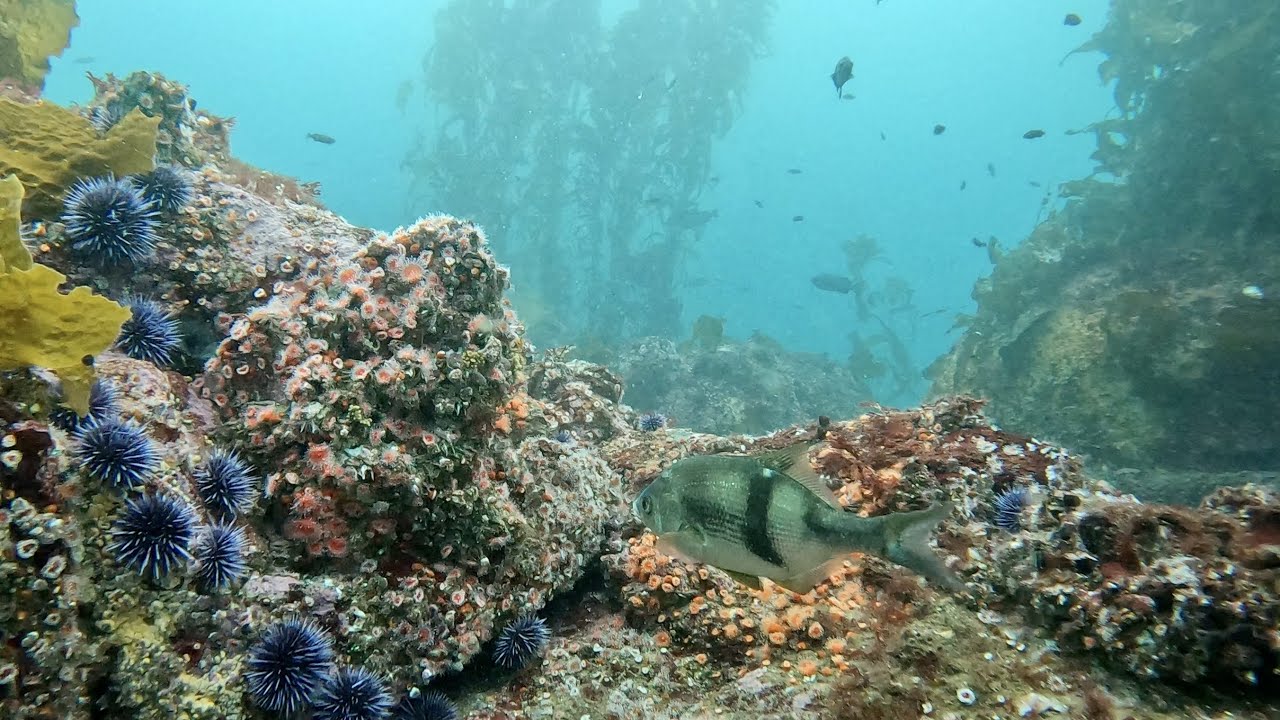 Kelp Forest Scuba Diving at McAbee Pinnacle & Aquarium Wall, Monterey, California, 10/08/22