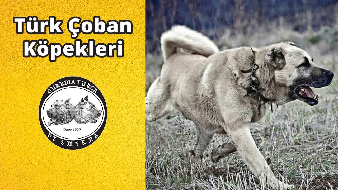Türk Çoban Köpekleri