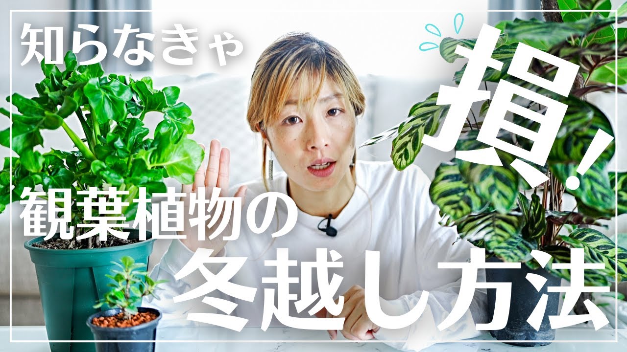 【冬越しが心配な人必見】観葉植物を冬に枯らさない方法