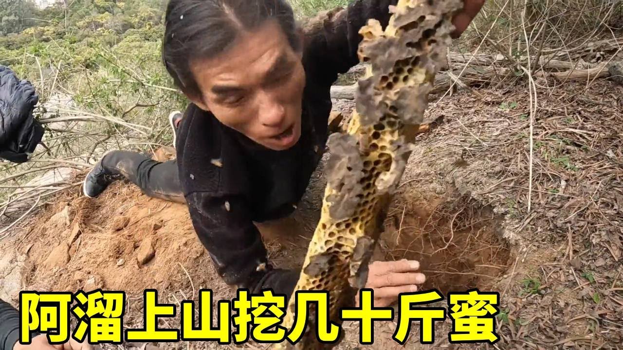 阿溜上山挖几十斤蜜，没想到竟运气这么好，，惹的大伙惊叹不已！ #乡村生活#挖蜜