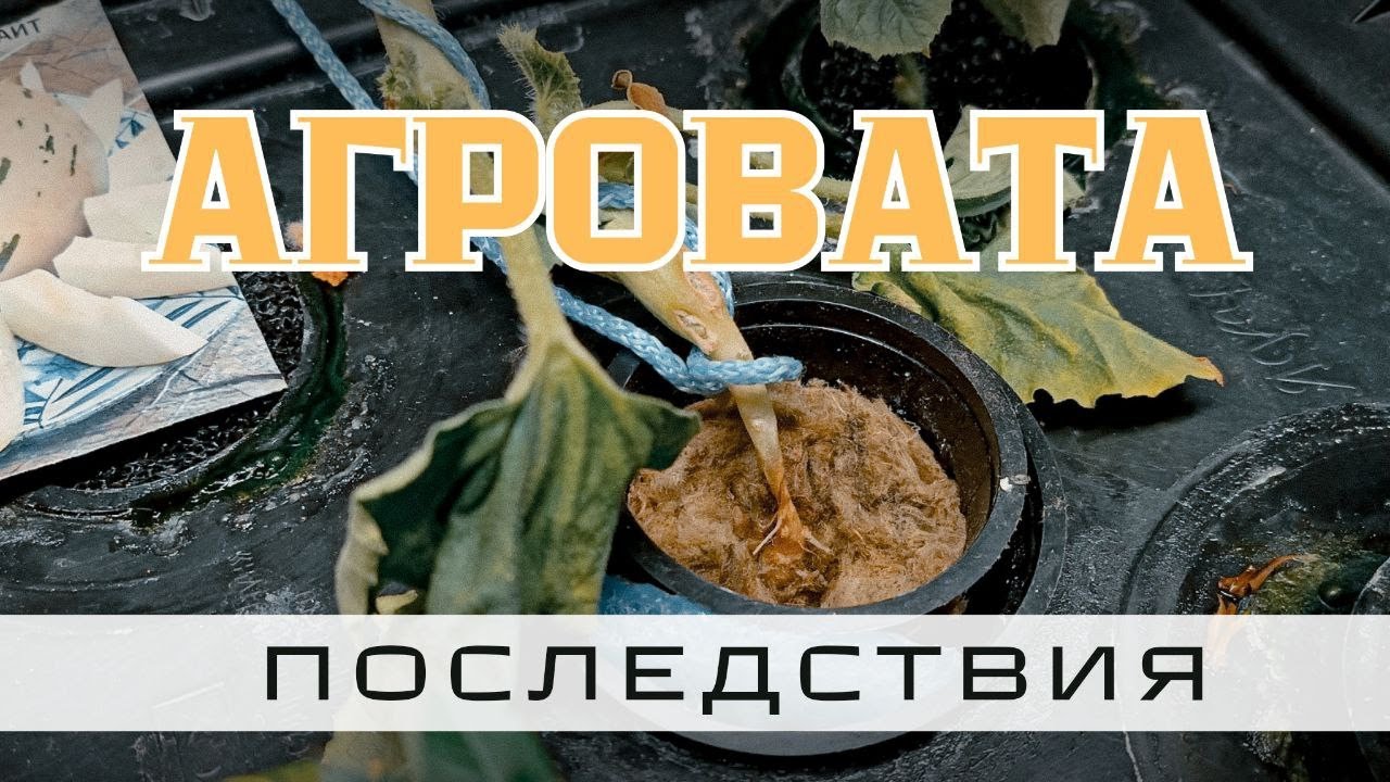 Субстрат аэропоника. Последствия