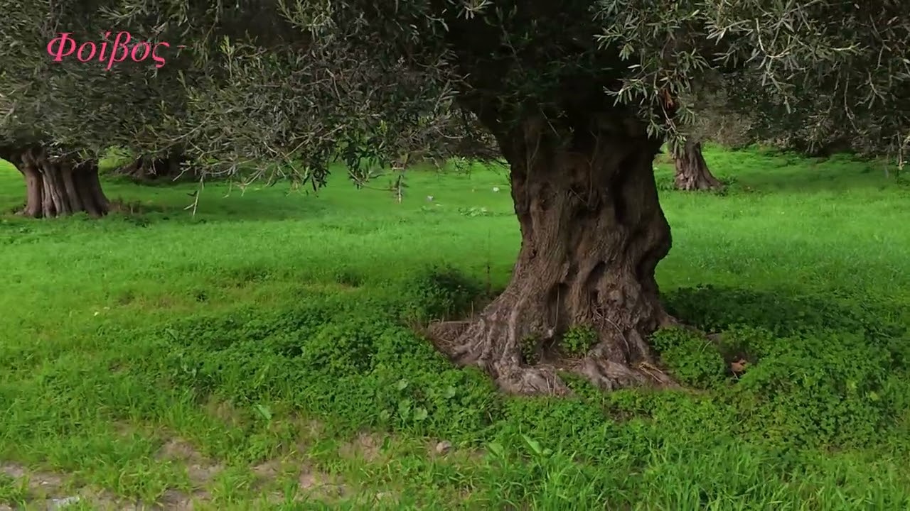 Ελιές  Αιώνων
