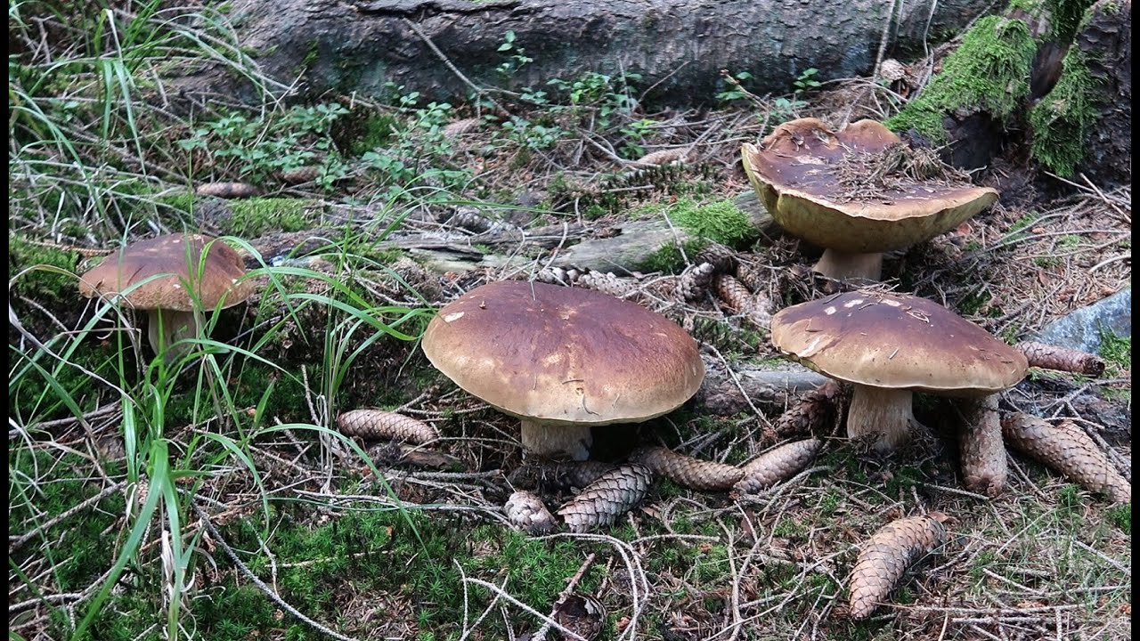 Markéta Vlčková - Jak hledat a sbírat houby
