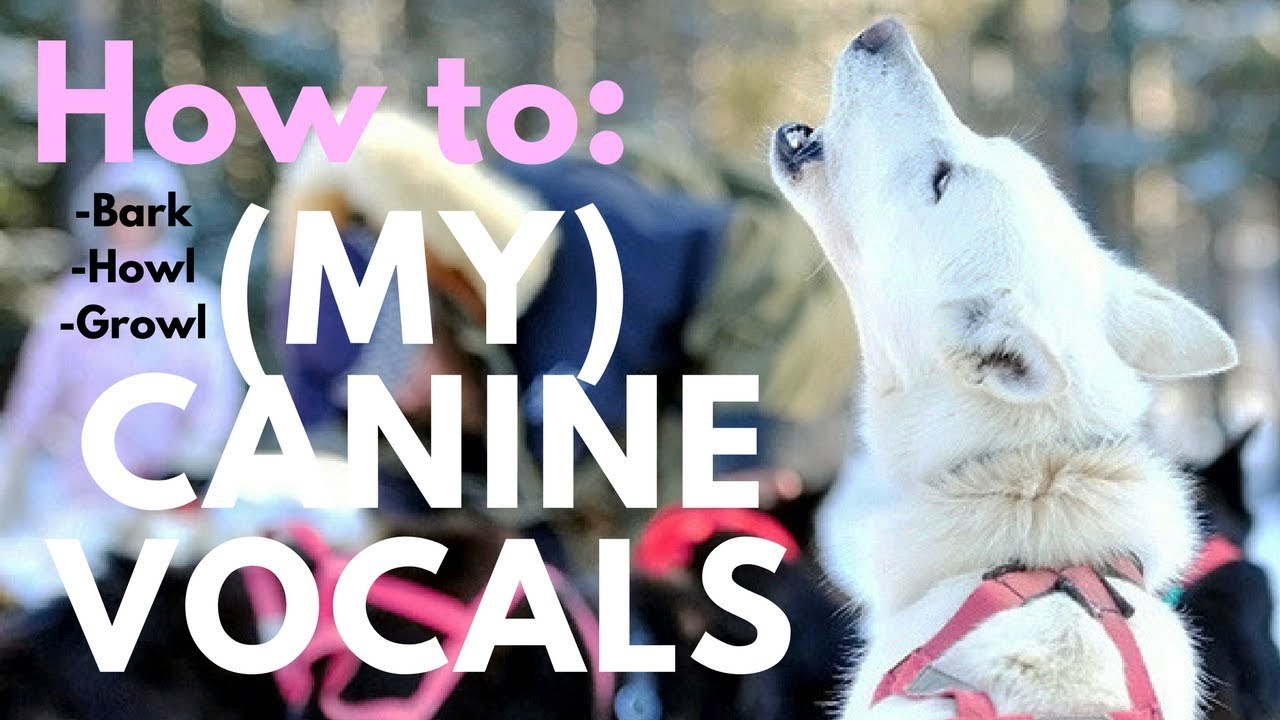 How to bark/howl/growl - THERIAN VOCALS