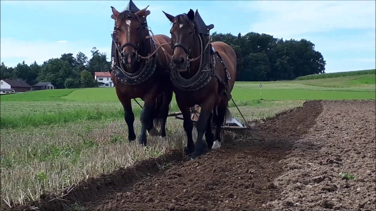 Пахать свое поле с лошадьми