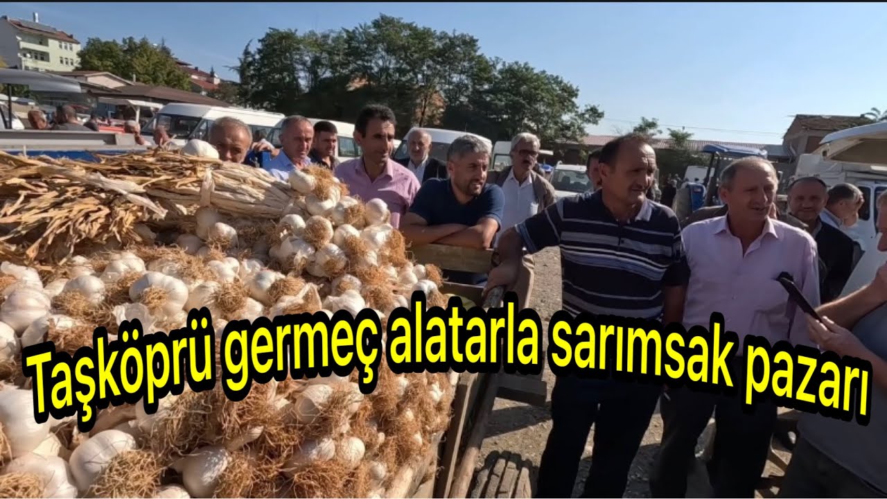 Kastamonu Taşköprü germeç alatarla sarımsak pazarı haftalık güncel fiyatları 🧄