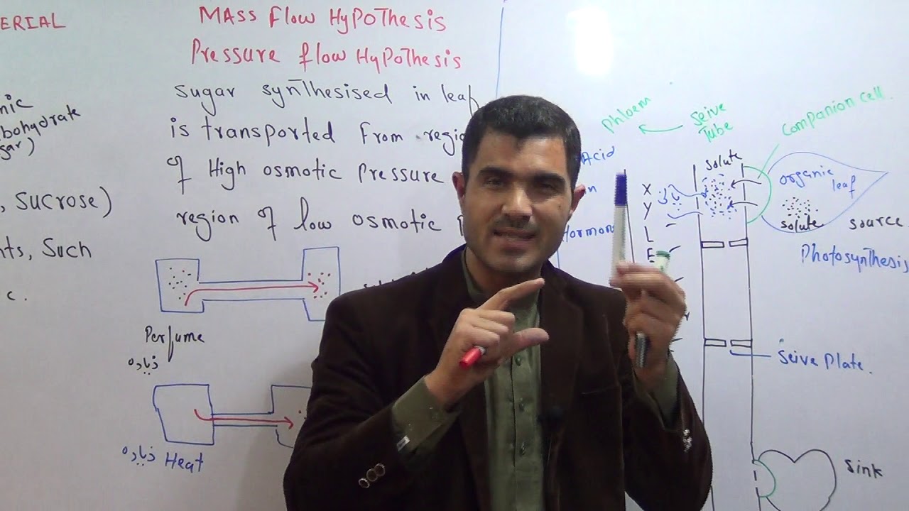 Transport of organic material in plants, Mass flow hypothesis
