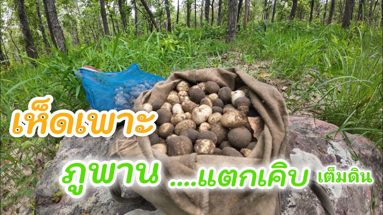 เห็ดเพาะออกแล้ว