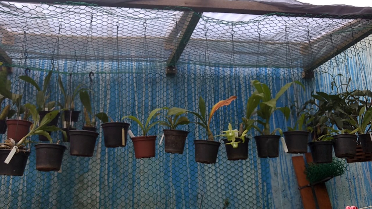 Como construir um orquidário barato