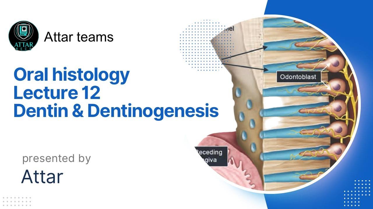 Dentin & dentinogenesis | Oral histology | Lec 12 | كل ما يخص الدنتين