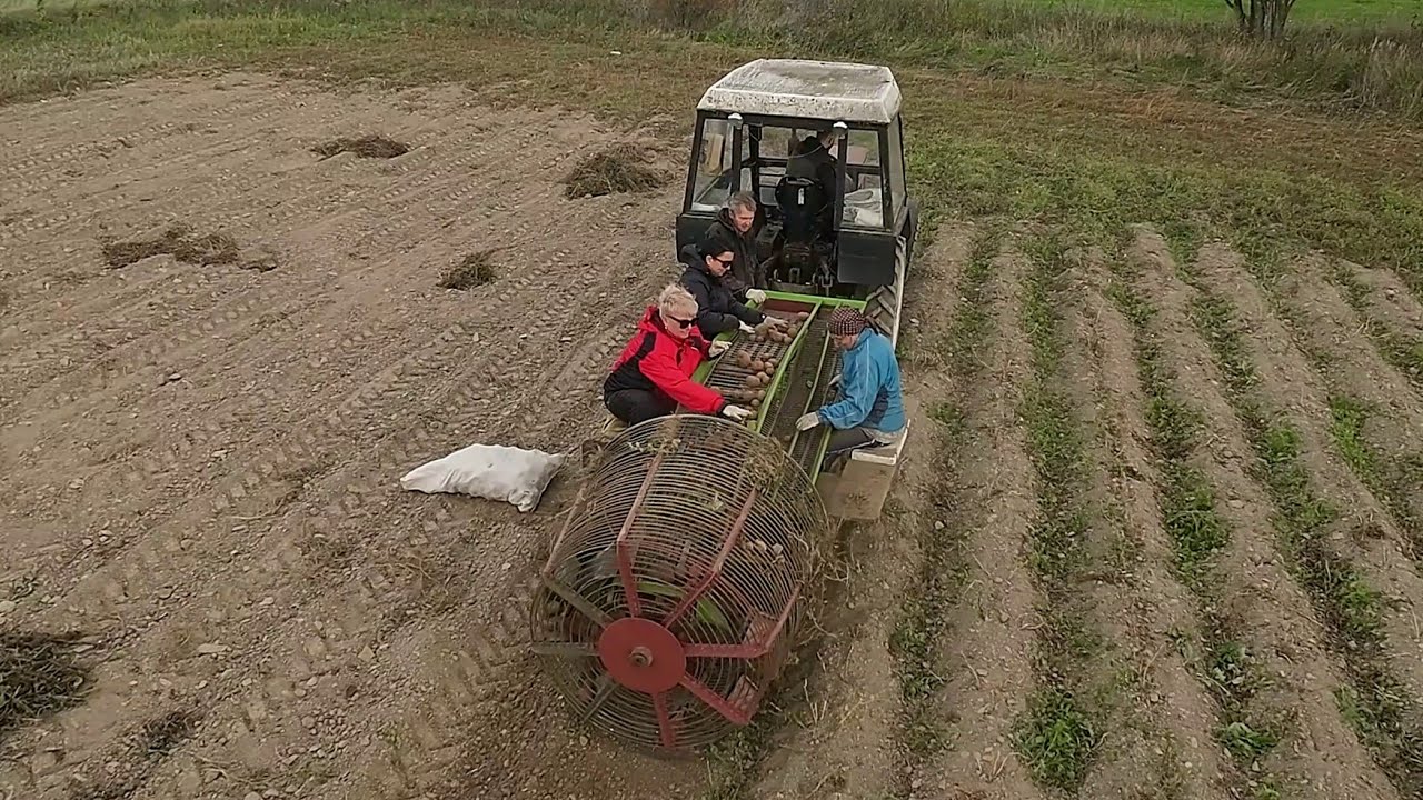 Bramborový kombajn Samro Junior + Zetor 6911 2023 4K
