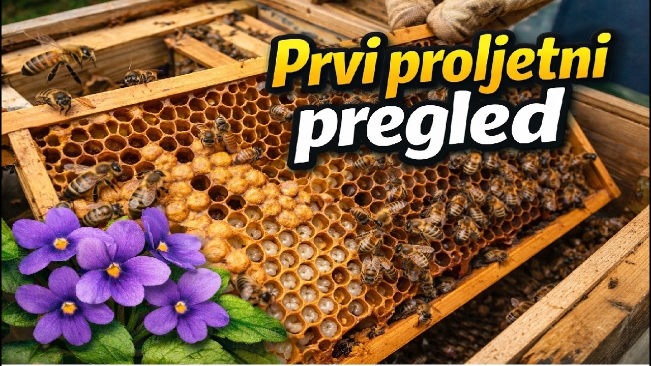 Zabluda o unosu polena  - Prvi proljetni pregled 5.3.2026.