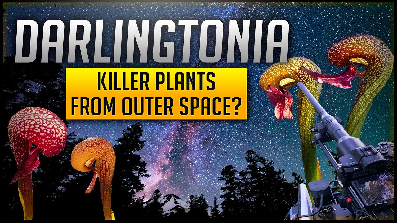 Darlingtonia! Alien Plants From Another Planet?