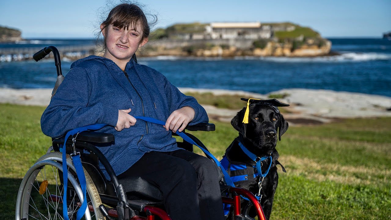 Godric the Genius Assistance Dog