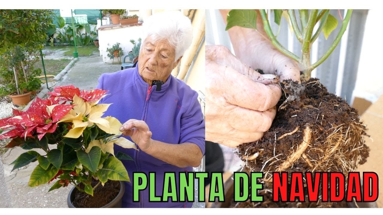 ¡¡LO QUE NO SABÍAS!!😲 (PLANTA DE NAVIDAD) Cómo Cuidar la Planta Poinsettia, Flor de Pascua
