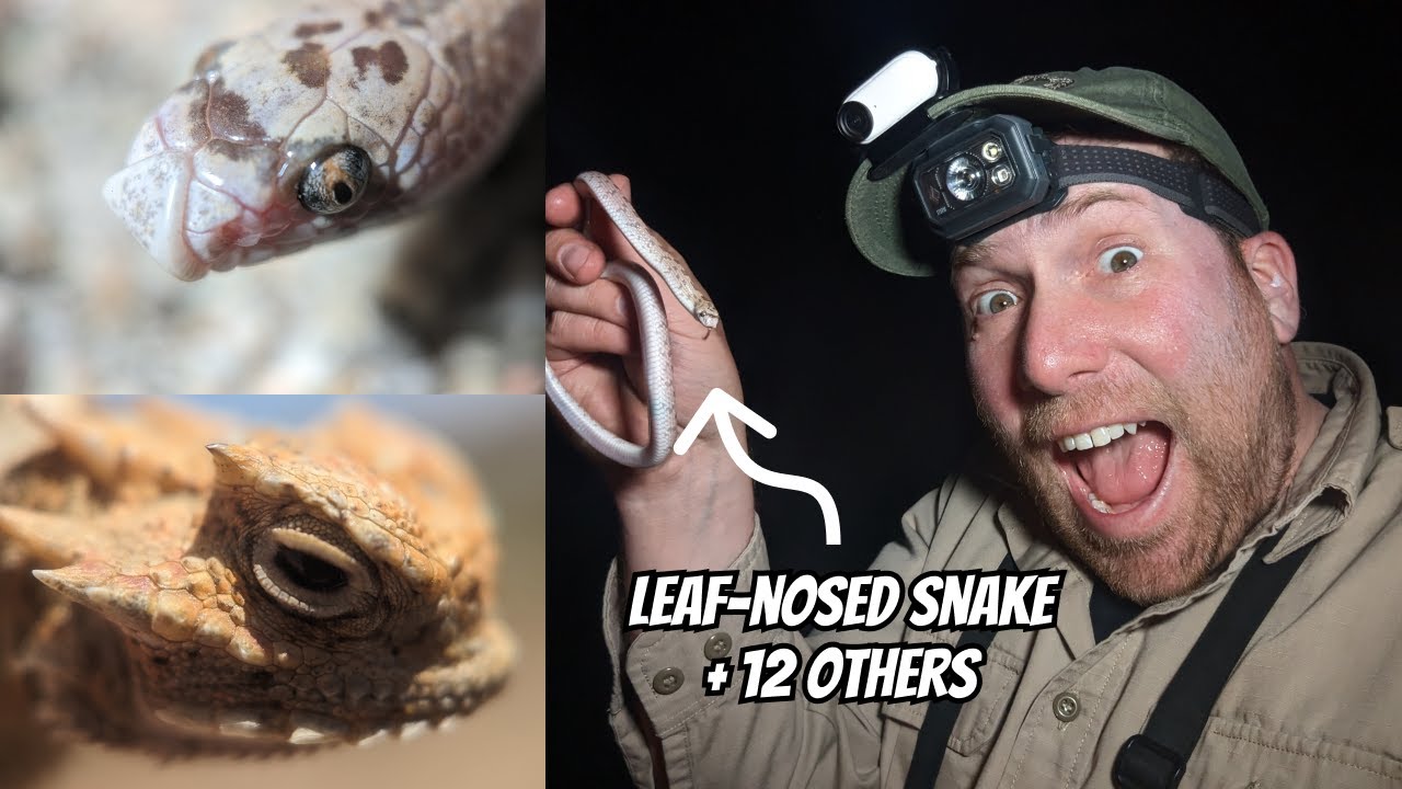 Змеи и ящерицы высокогорных равнин пустыни Мохаве | Field Herping California