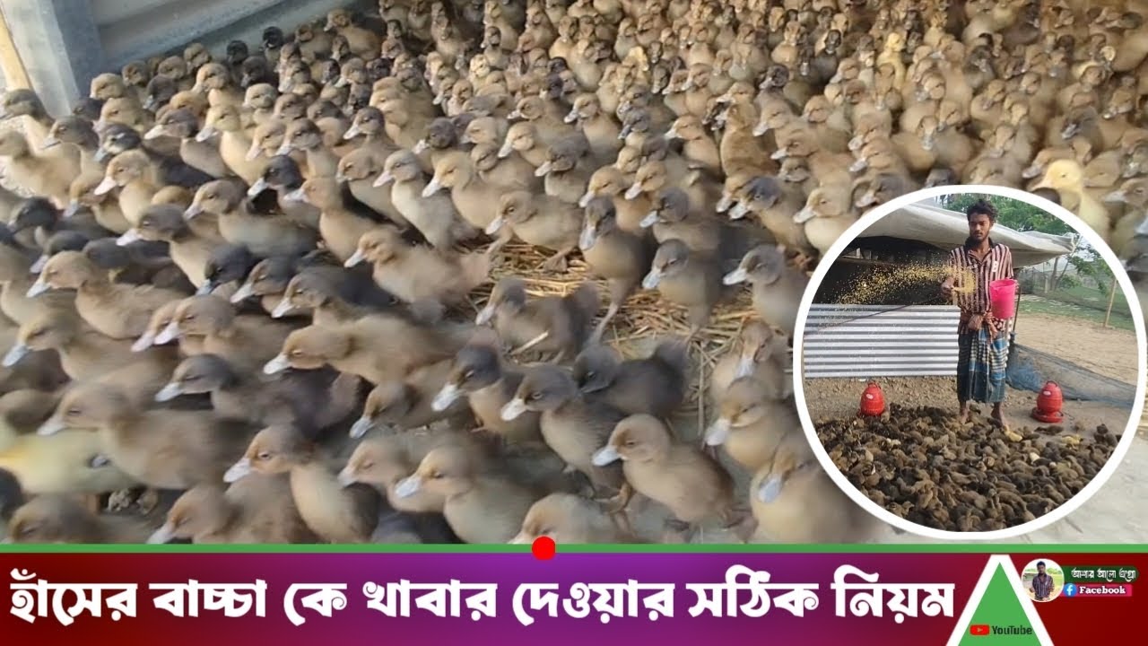 হাঁসের বাচ্চা কে খাবার দেওয়ার সঠিক নিয়ম। কি ভাবে হাঁসের বাচ্চা কে খাবার দিতে হয়। #foryou #trending 