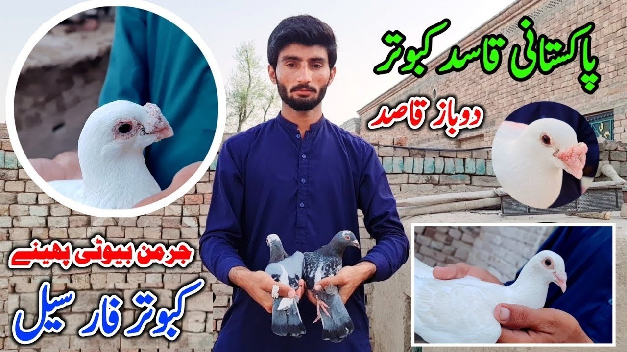Qasid Kabooter | Racer Kabootar | German Beauty Pigeon | Kabutar For Sale