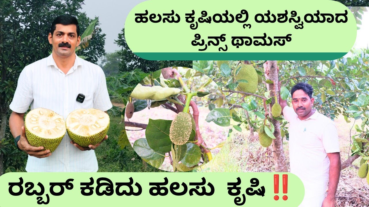 ವರ್ಷ ಪೂರ್ತಿ ಹಲಸಿನ  ಹಣ್ಣು‼️ಅಡಿಕೆಗೆ ಪರ್ಯಾಯವಾಗಬಲ್ಲದೆ ⁉️ ಮಿಶ್ರ ಕೃಷಿ ಸಾಧಕರಾದ ಶ್ರೀ ಪ್ರಿನ್ಸ್ ತೋಮಸ್ ಅವರ ತೋಟ📍