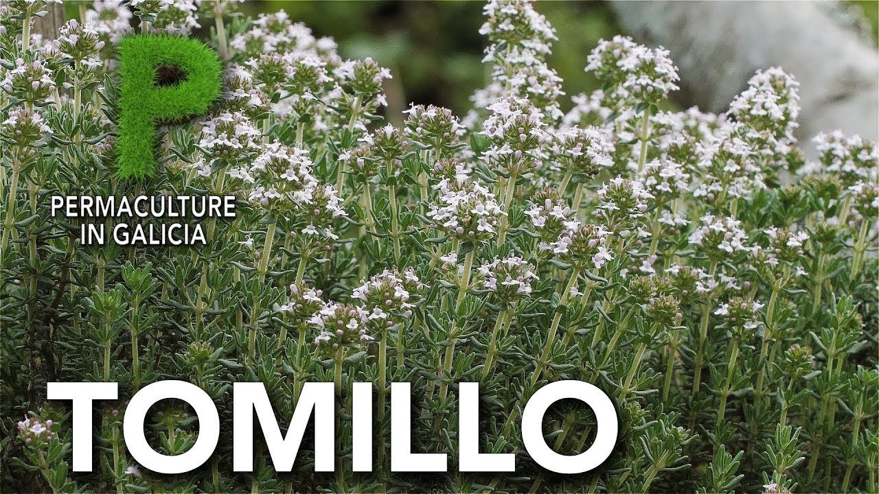Tomillo. Como sembrar y sus beneficios | Permacultura en Galicia