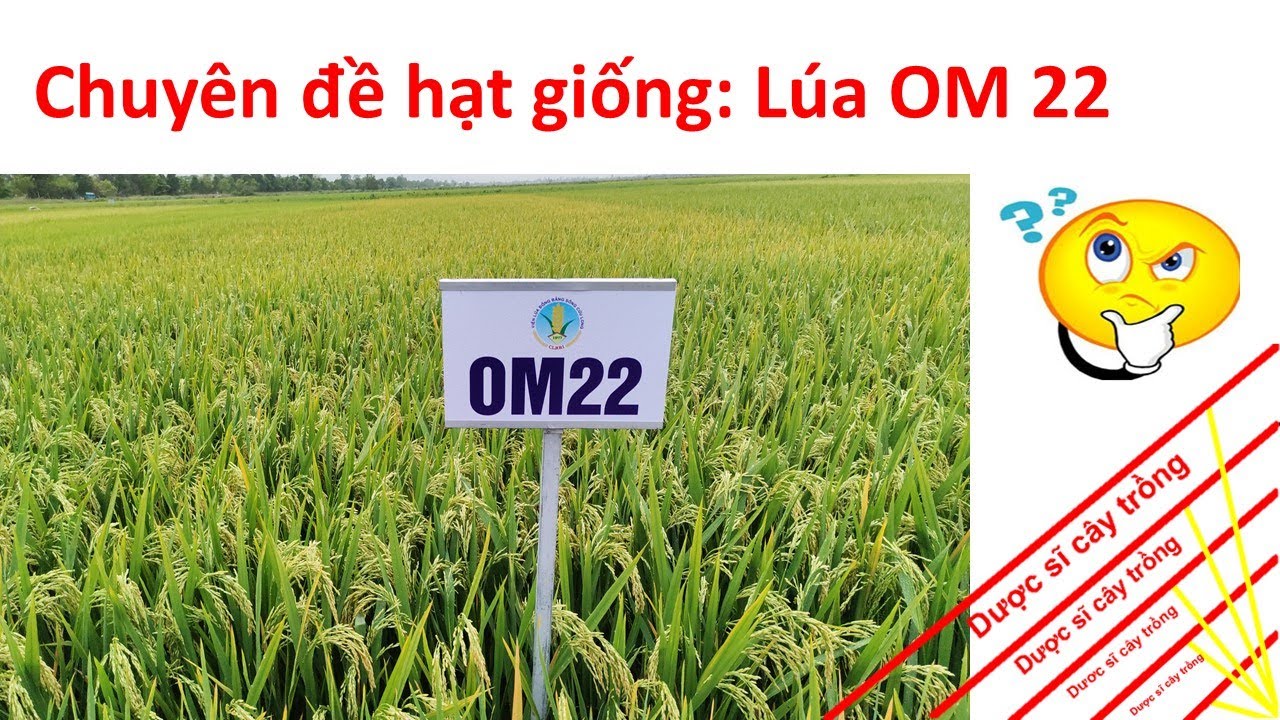 Thăm đồng trình diễn giống mới _ giống lúa OM 22 | Viện lúa ĐBSCL | #rice | Dược sĩ cây trồng