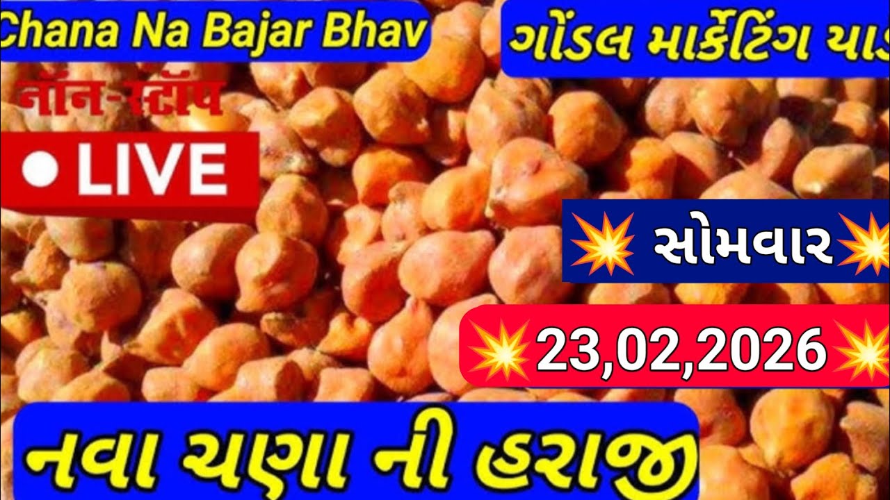 ચણાના બજાર ભાવ / નવા ચણાના બજાર ભાવ / આજના ચણાના ભાવ / 23,02,2023