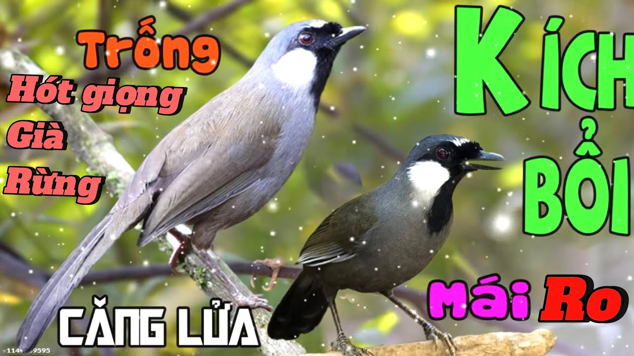 khướu mái ro ro kích trống nhanh căng lửa 🔥