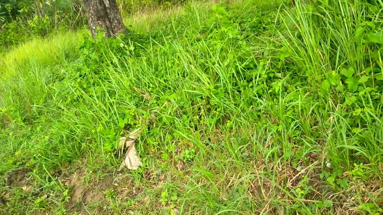 Visiting our Land in Masinloc Zambales 