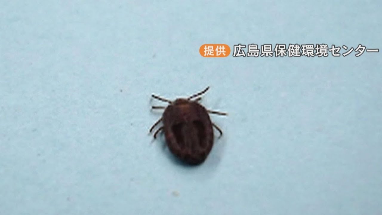 ネコを治療した獣医師が死亡 マダニが媒介する感染症か 呼吸困難などの症状で救急搬送  三重