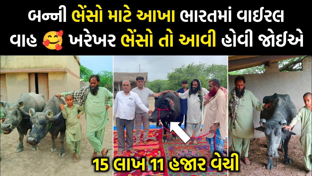 આ વર્ષ આ ભાઈએ ઈન્ટરનેટ ફાડી નાખ્યું,😱 , Banni Buffalo High Price Secret, Buffalo Business idea.