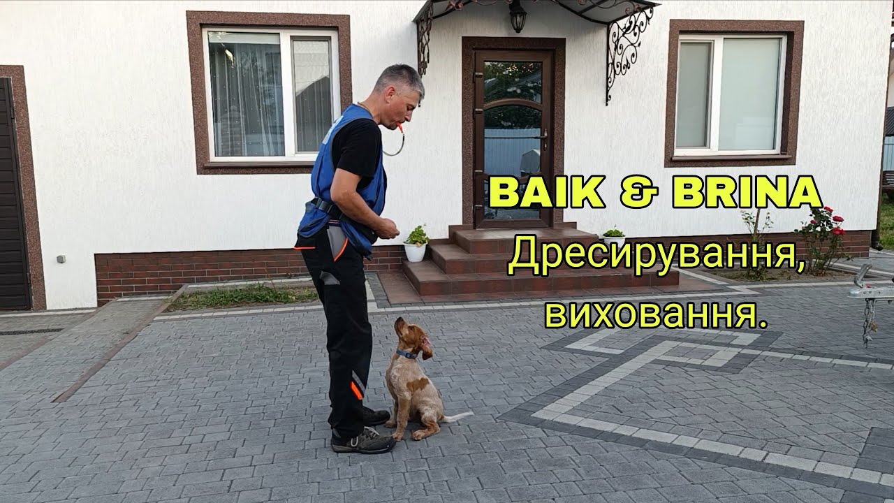 Цуценятам 3міс. ГОЛОДНІ ІГРИ З ЦУЦЕНЯТАМИ, Виховання, Дресирування.