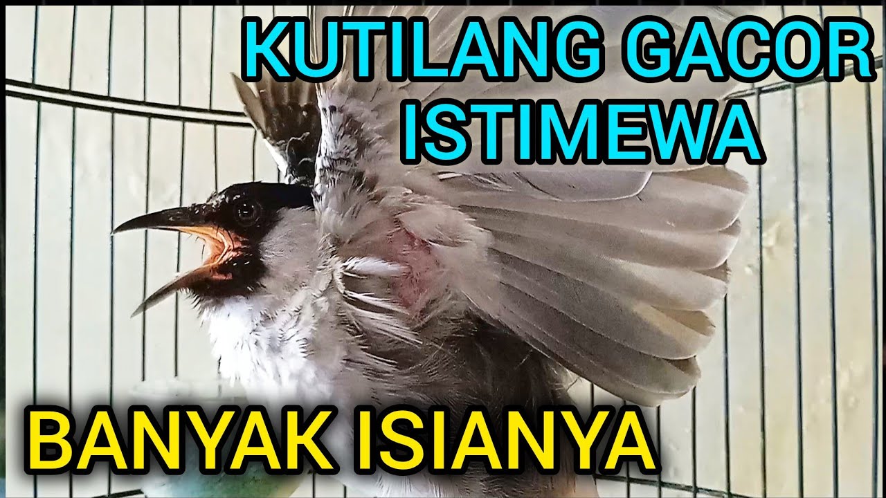 KUTILANG GACOR BANYAK ISIANYA - KUTILANG GACOR FULL ISIAN MEWAH