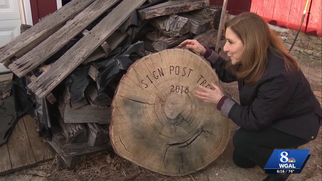 Mystery of Mount Joy's sign post tree remains unsolved